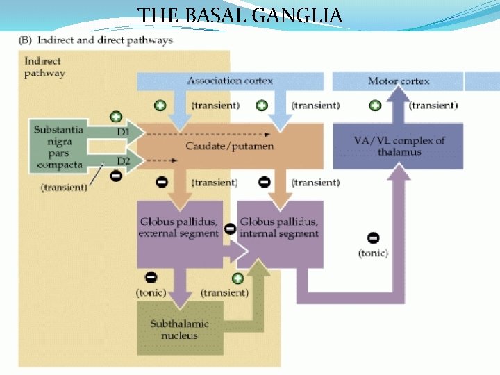 THE BASAL GANGLIA Indirect pathway – modulates the disinhibition actions of the direct Direct