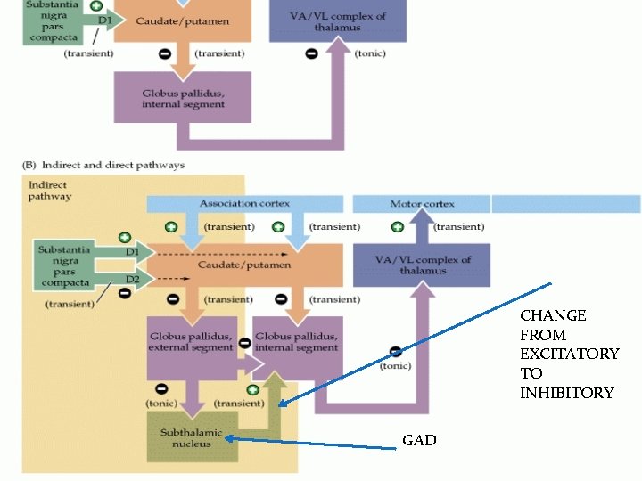 CHANGE FROM EXCITATORY TO INHIBITORY GAD 