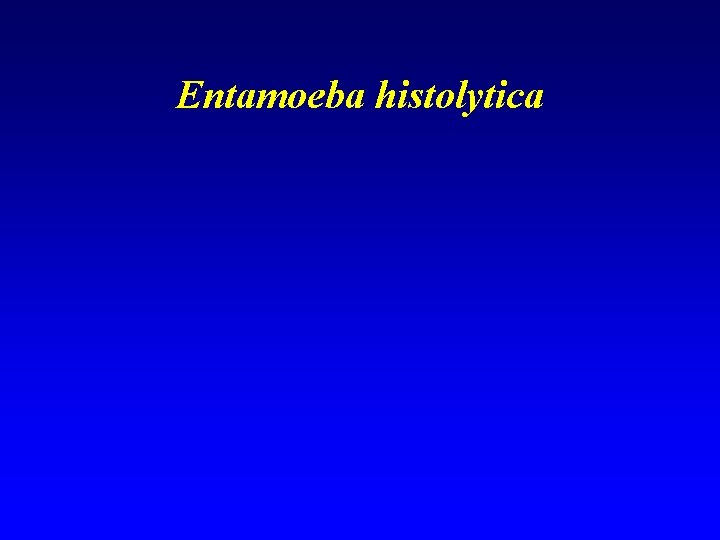Entamoeba histolytica 