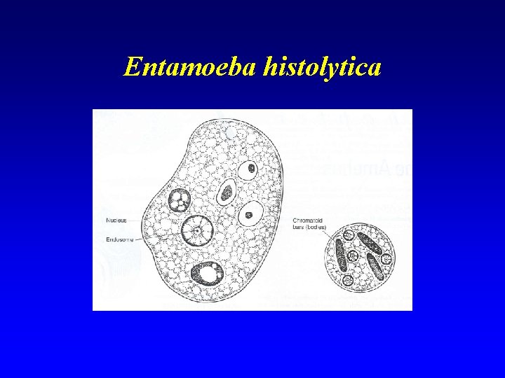 Entamoeba histolytica 
