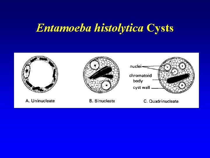 Entamoeba histolytica Cysts 