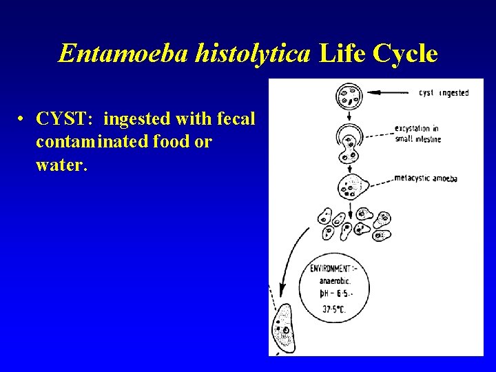 Entamoeba histolytica Life Cycle • CYST: ingested with fecal contaminated food or water. 