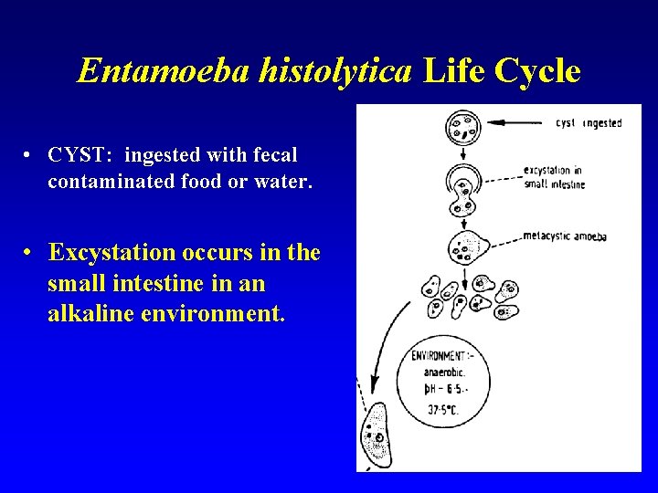 Entamoeba histolytica Life Cycle • CYST: ingested with fecal contaminated food or water. •
