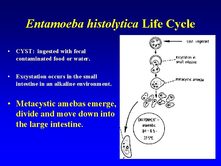 Entamoeba histolytica Life Cycle • CYST: ingested with fecal contaminated food or water. •
