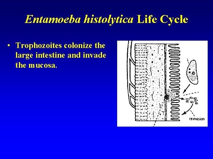 Entamoeba histolytica Life Cycle • Trophozoites colonize the large intestine and invade the mucosa.