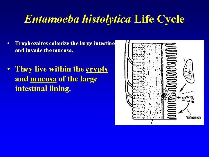 Entamoeba histolytica Life Cycle • Trophozoites colonize the large intestine and invade the mucosa.