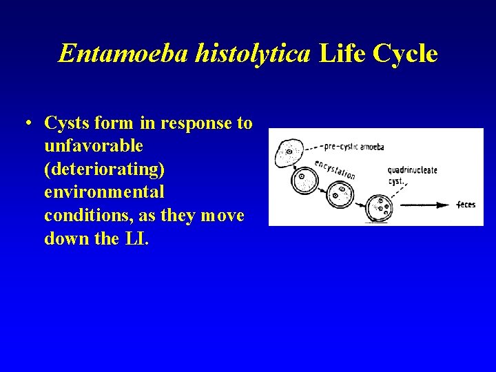 Entamoeba histolytica Life Cycle • Cysts form in response to unfavorable (deteriorating) environmental conditions,