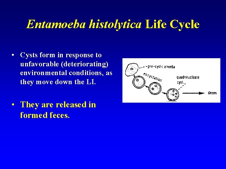 Entamoeba histolytica Life Cycle • Cysts form in response to unfavorable (deteriorating) environmental conditions,