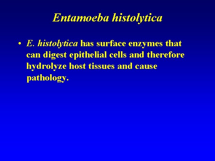 Entamoeba histolytica • E. histolytica has surface enzymes that can digest epithelial cells and