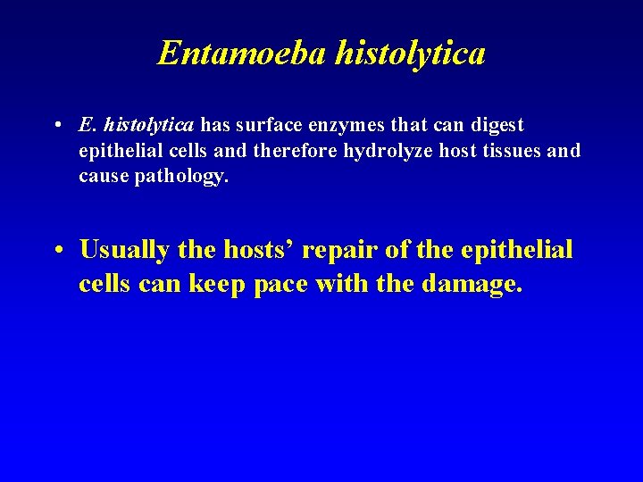 Entamoeba histolytica • E. histolytica has surface enzymes that can digest epithelial cells and
