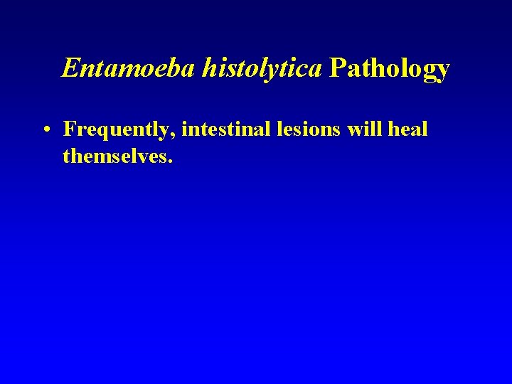 Entamoeba histolytica Pathology • Frequently, intestinal lesions will heal themselves. 