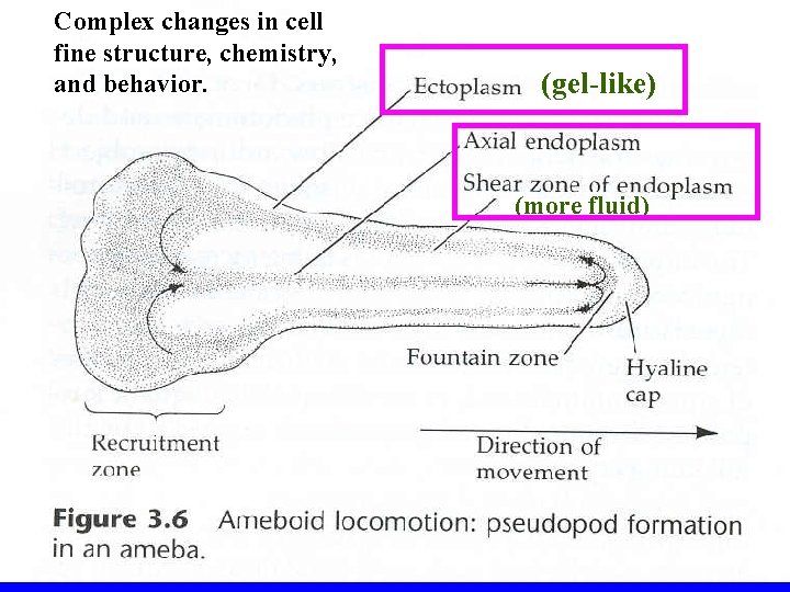 Complex changes in cell fine structure, chemistry, and behavior. (gel-like) (more fluid) 