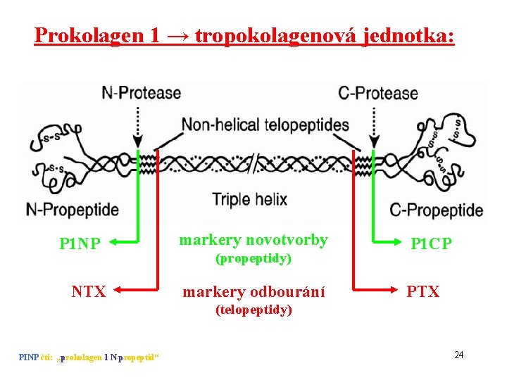 Prokolagen 1 → tropokolagenová jednotka: P 1 NP NTX markery novotvorby (propeptidy) markery odbourání