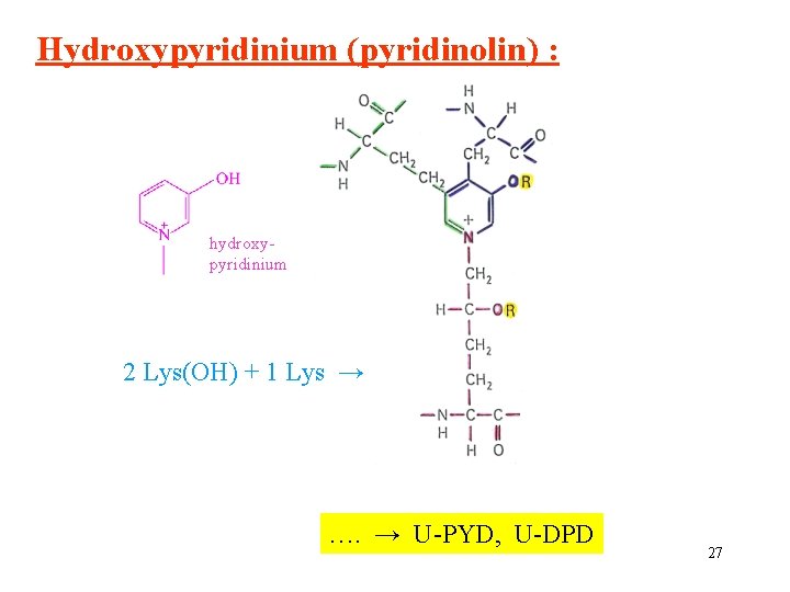 Hydroxypyridinium (pyridinolin) : hydroxypyridinium 2 Lys(OH) + 1 Lys → …. → U-PYD, U-DPD