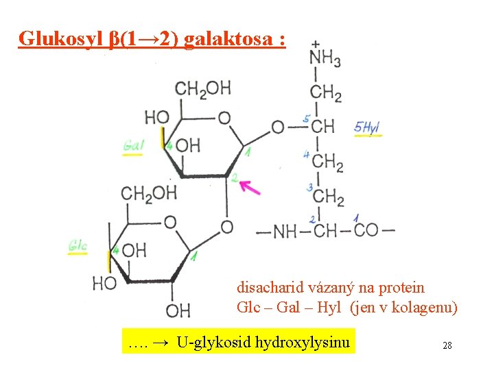 Glukosyl β(1→ 2) galaktosa : disacharid vázaný na protein Glc – Gal – Hyl