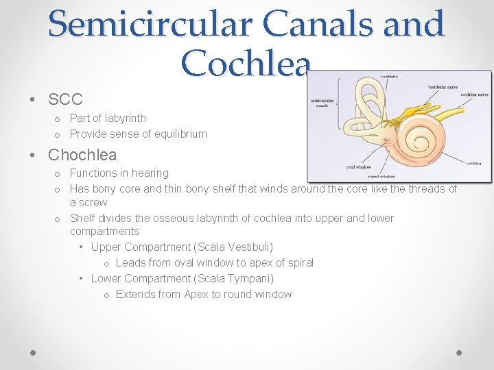 Semicircular Canals and Cochlea • SCC o Part of labyrinth o Provide sense of