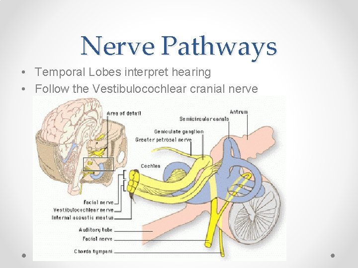 Nerve Pathways • Temporal Lobes interpret hearing • Follow the Vestibulocochlear cranial nerve 