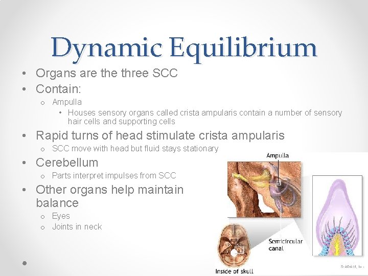 Dynamic Equilibrium • Organs are three SCC • Contain: o Ampulla • Houses sensory