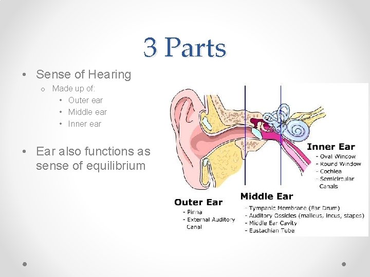 3 Parts • Sense of Hearing o Made up of: • Outer ear •