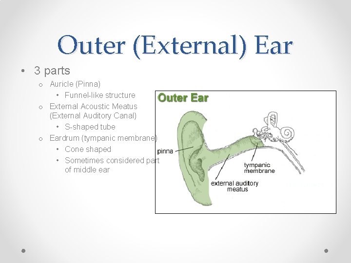 Outer (External) Ear • 3 parts o Auricle (Pinna) • Funnel-like structure o External