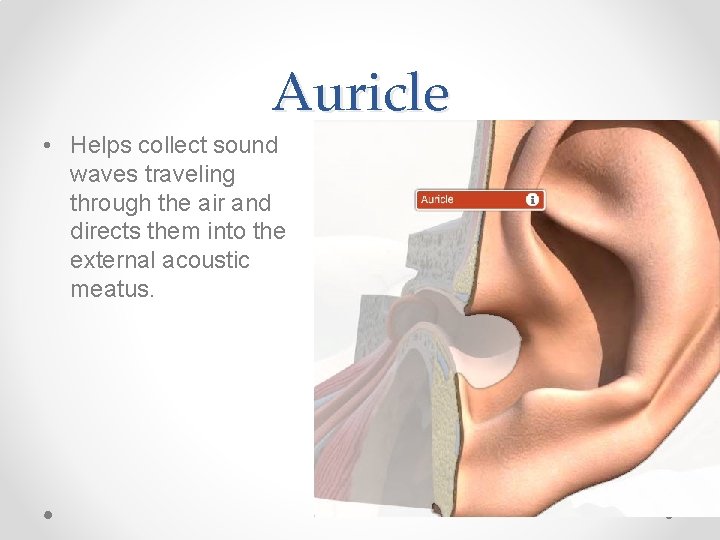 Auricle • Helps collect sound waves traveling through the air and directs them into
