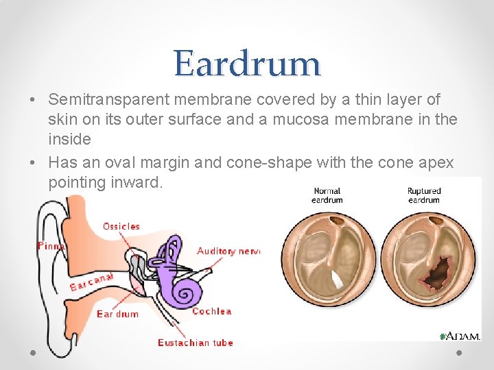 Eardrum • Semitransparent membrane covered by a thin layer of skin on its outer