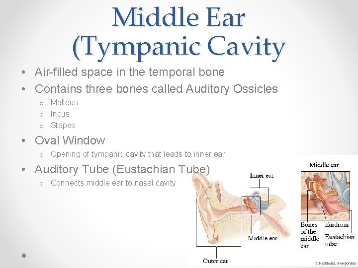 Middle Ear (Tympanic Cavity • Air-filled space in the temporal bone • Contains three