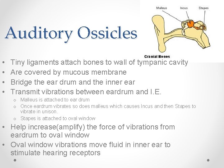 Auditory Ossicles • • Tiny ligaments attach bones to wall of tympanic cavity Are