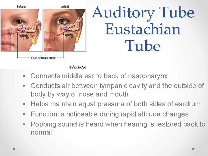 Auditory Tube Eustachian Tube • Connects middle ear to back of nasopharynx • Conducts