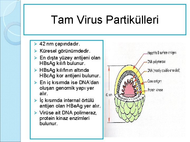 Tam Virus Partikülleri Ø Ø Ø Ø 42 nm çapındadır. Küresel görünümdedir. En dışta