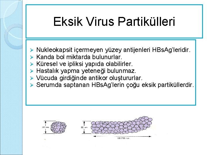 Eksik Virus Partikülleri Ø Ø Ø Nukleokapsit içermeyen yüzey antijenleri HBs. Ag’leridir. Kanda bol
