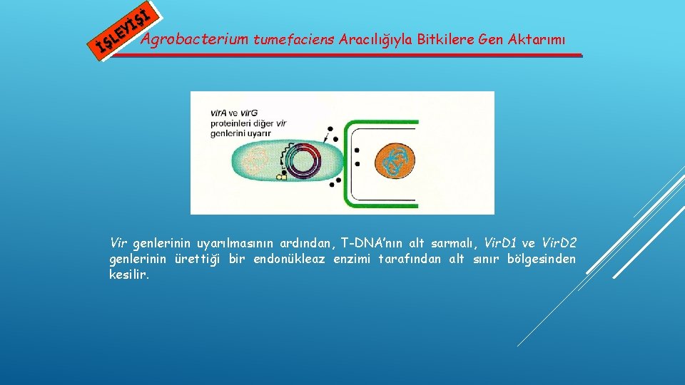 Şİ İ EY Agrobacterium tumefaciens Aracılığıyla Bitkilere Gen Aktarımı L İŞ Vir genlerinin uyarılmasının