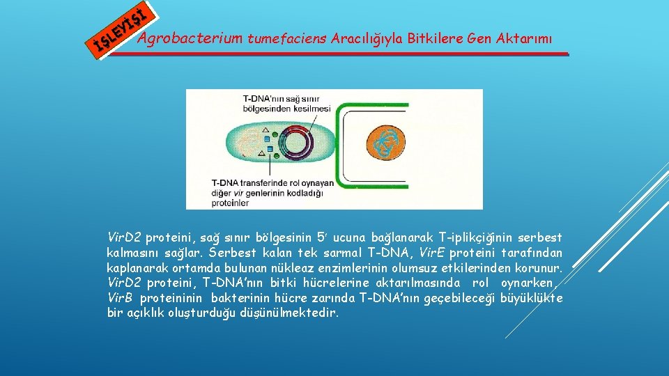 Şİ İ EY Agrobacterium tumefaciens Aracılığıyla Bitkilere Gen Aktarımı L İŞ Vir. D 2