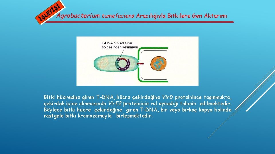 Şİ İ EY Agrobacterium tumefaciens Aracılığıyla Bitkilere Gen Aktarımı L İŞ Bitki hücresine giren