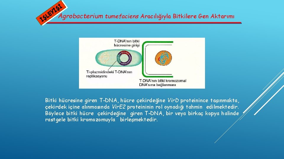 Şİ İ EY Agrobacterium tumefaciens Aracılığıyla Bitkilere Gen Aktarımı L İŞ Bitki hücresine giren