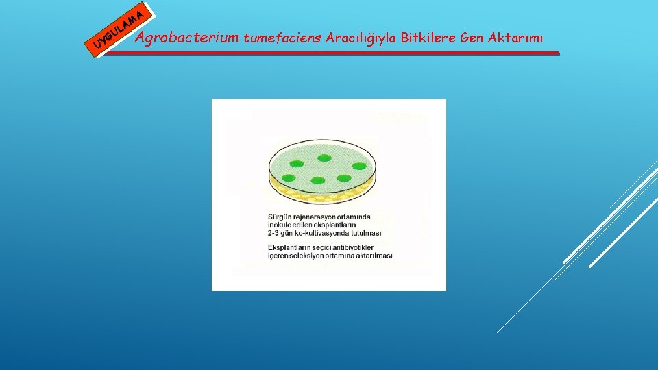 A M A L U G Agrobacterium UY tumefaciens Aracılığıyla Bitkilere Gen Aktarımı 