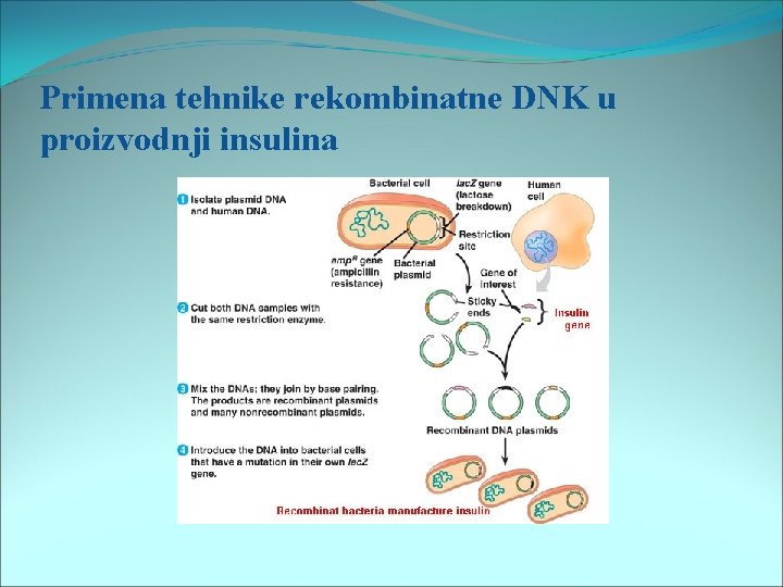 Primena tehnike rekombinatne DNK u proizvodnji insulina 