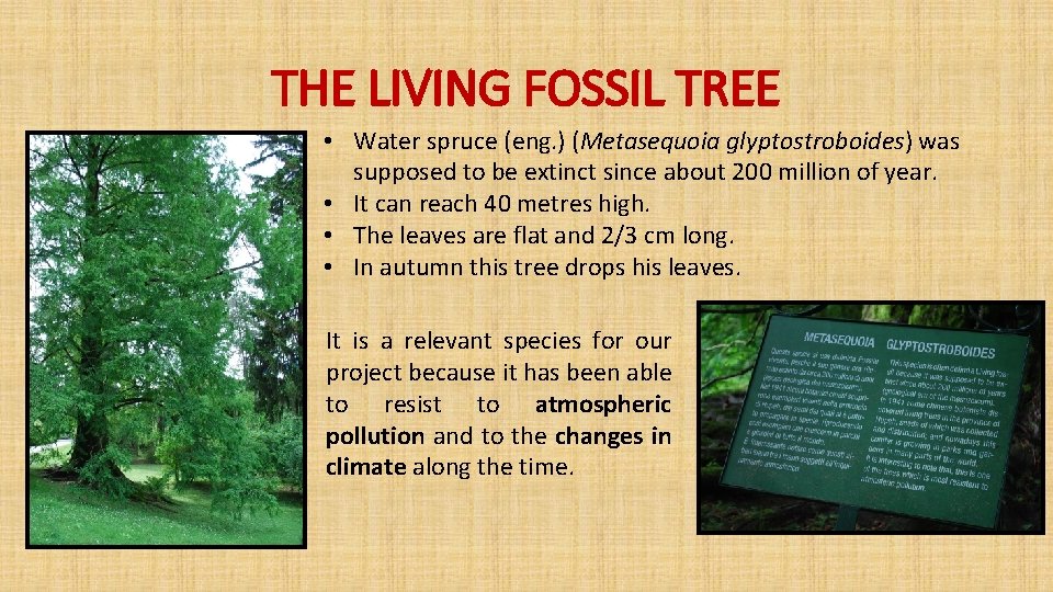 THE LIVING FOSSIL TREE • Water spruce (eng. ) (Metasequoia glyptostroboides) was supposed to