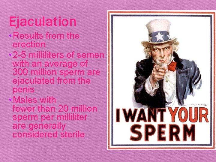 Ejaculation • Results from the erection • 2 -5 milliliters of semen with an