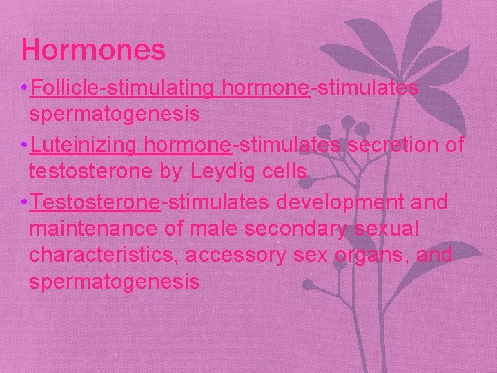 Hormones • Follicle-stimulating hormone-stimulates spermatogenesis • Luteinizing hormone-stimulates secretion of testosterone by Leydig cells