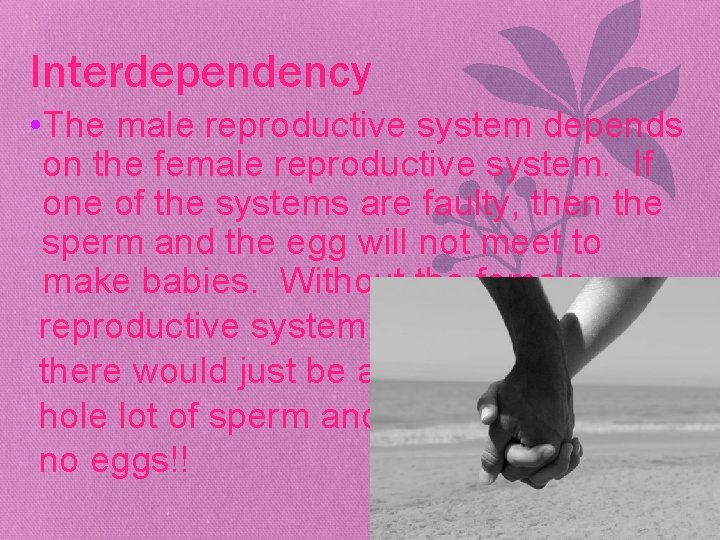 Interdependency • The male reproductive system depends on the female reproductive system. If one