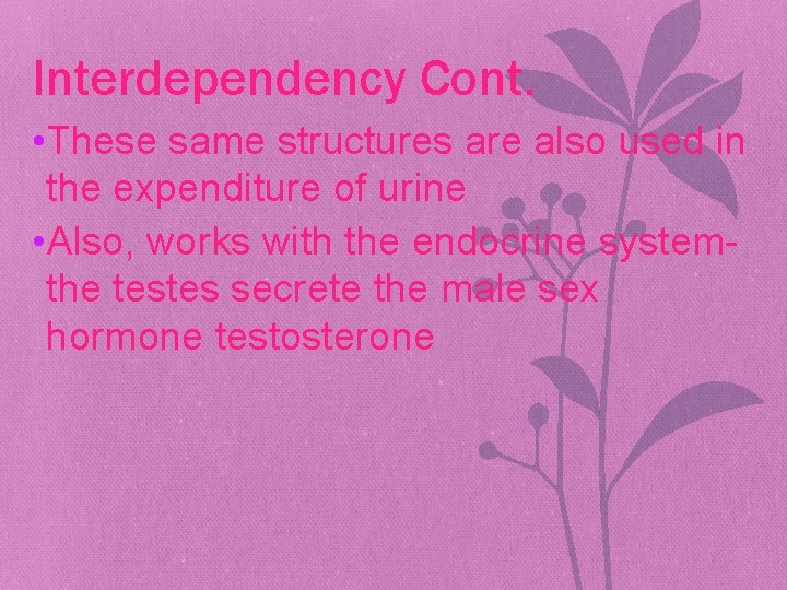 Interdependency Cont. • These same structures are also used in the expenditure of urine