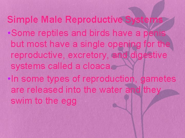 Simple Male Reproductive Systems • Some reptiles and birds have a penis but most