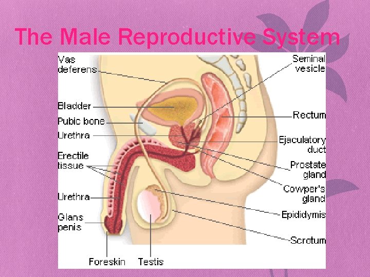 The Male Reproductive System 