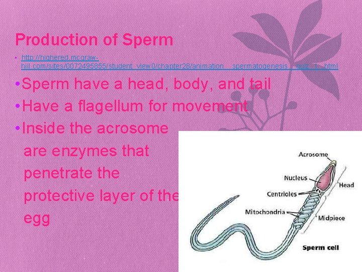 Production of Sperm • http: //highered. mcgrawhill. com/sites/0072495855/student_view 0/chapter 28/animation__spermatogenesis__quiz_1_. html • Sperm have
