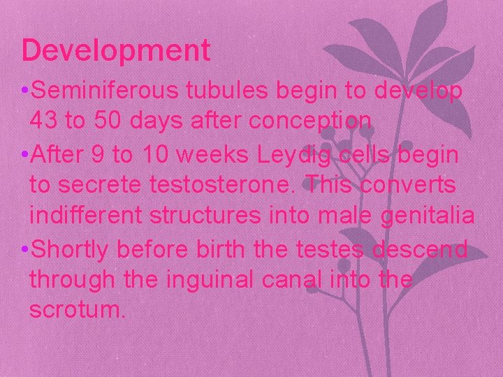 Development • Seminiferous tubules begin to develop 43 to 50 days after conception •