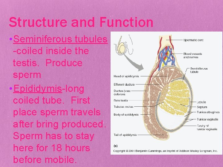 Structure and Function • Seminiferous tubules -coiled inside the testis. Produce sperm • Epididymis-long