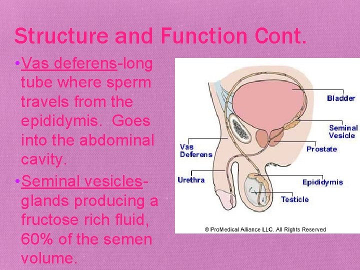 Structure and Function Cont. • Vas deferens-long tube where sperm travels from the epididymis.