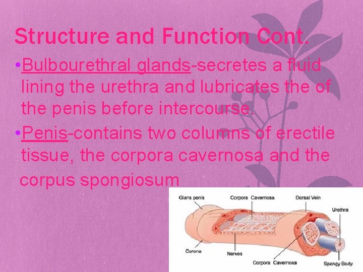 Structure and Function Cont. • Bulbourethral glands-secretes a fluid lining the urethra and lubricates