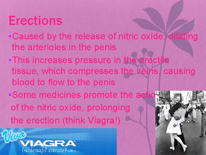Erections • Caused by the release of nitric oxide, dilating the arterioles in the